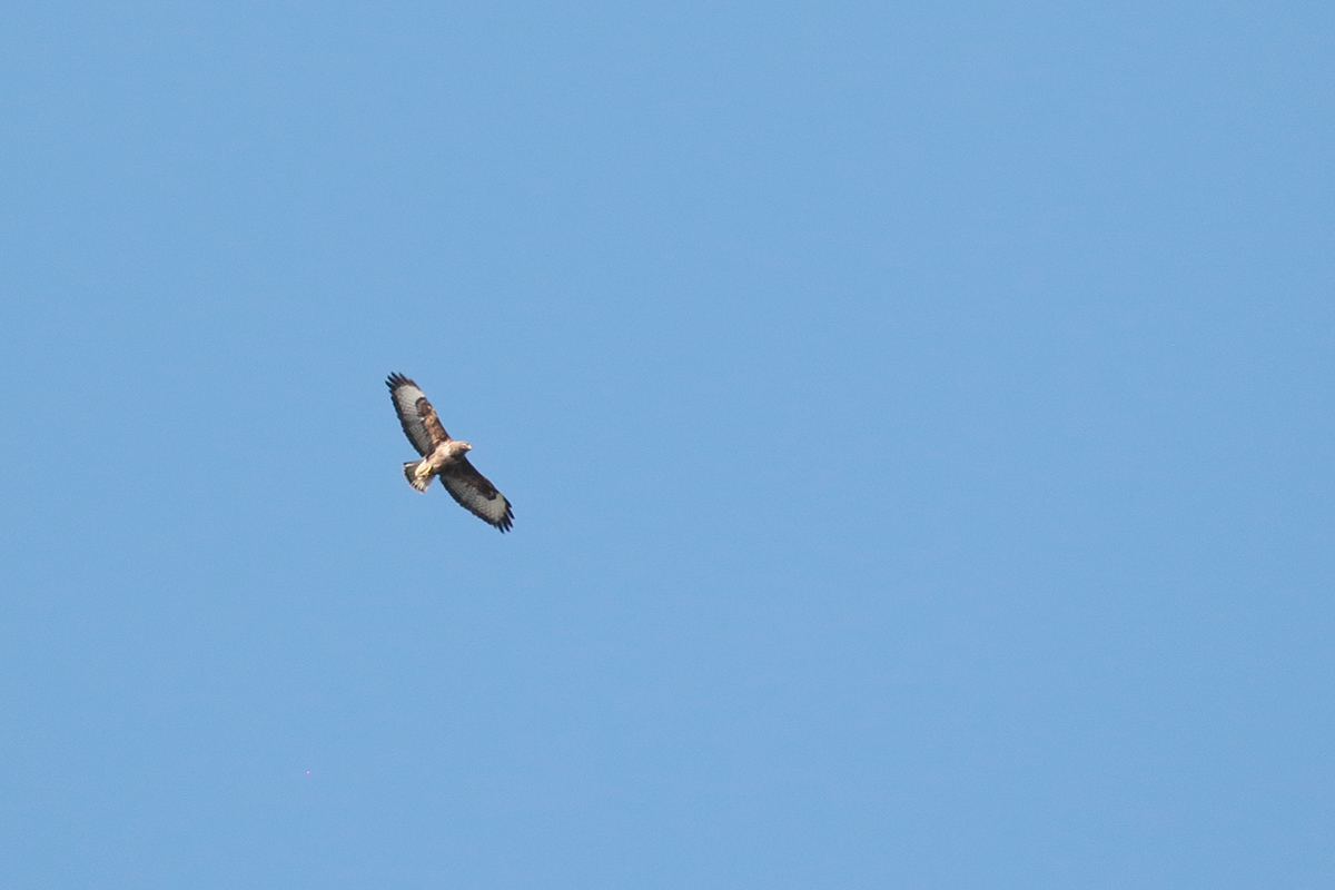 Buizerd